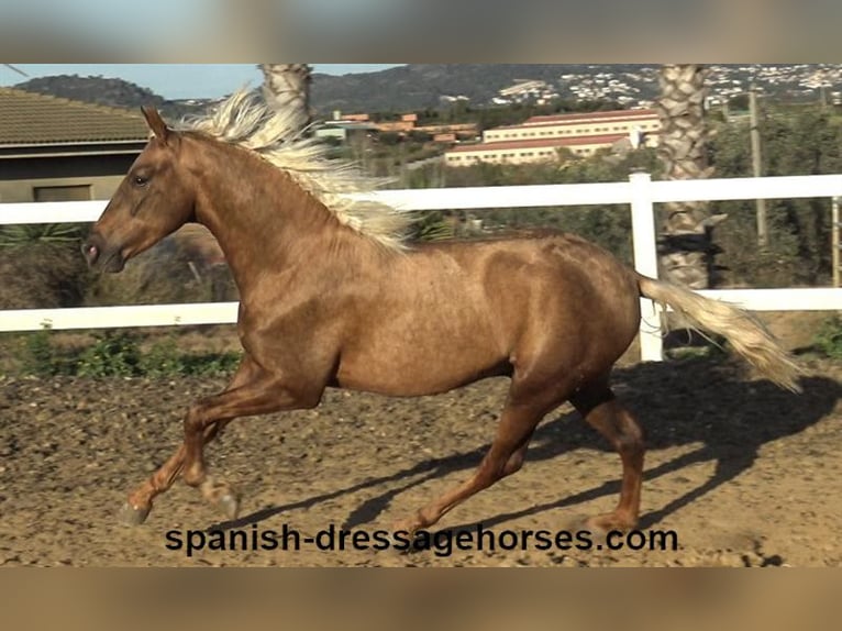 PRE Croisé Étalon 3 Ans 152 cm Palomino in Barcelona