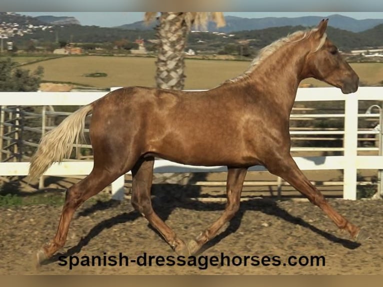 PRE Croisé Étalon 3 Ans 152 cm Palomino in Barcelona