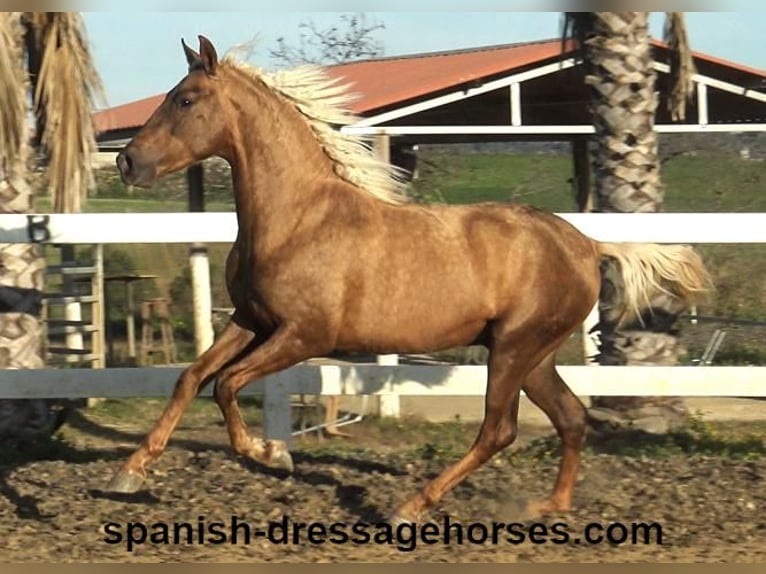 PRE Croisé Étalon 3 Ans 152 cm Palomino in Barcelona