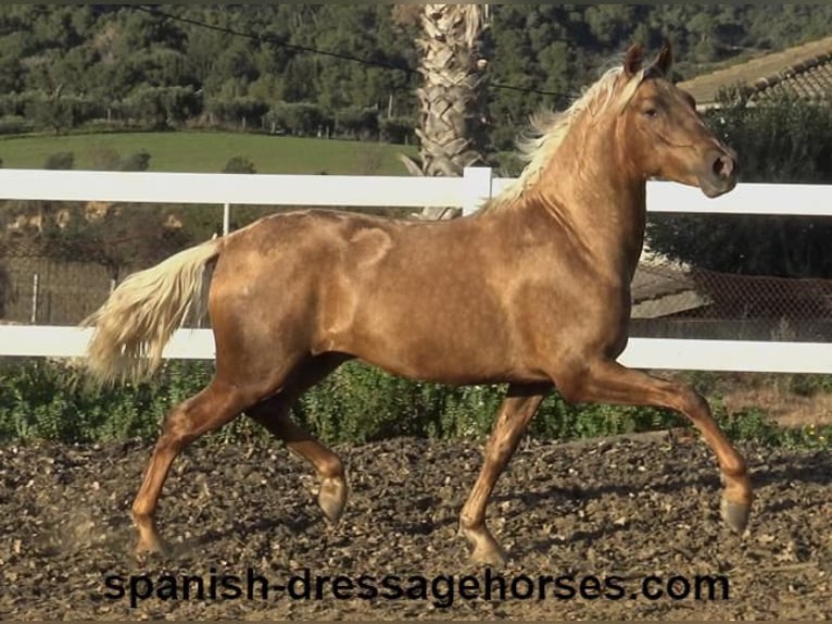 PRE Croisé Étalon 3 Ans 152 cm Palomino in Barcelona