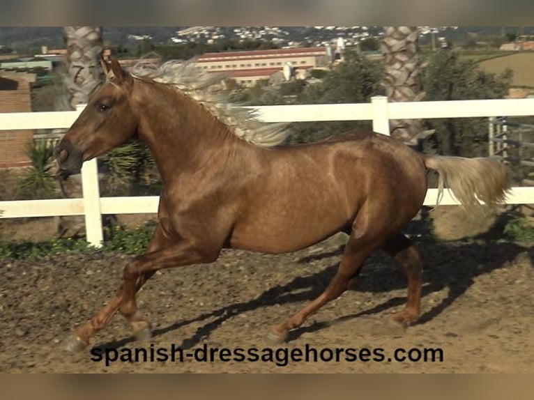 PRE Croisé Étalon 3 Ans 152 cm Palomino in Barcelona