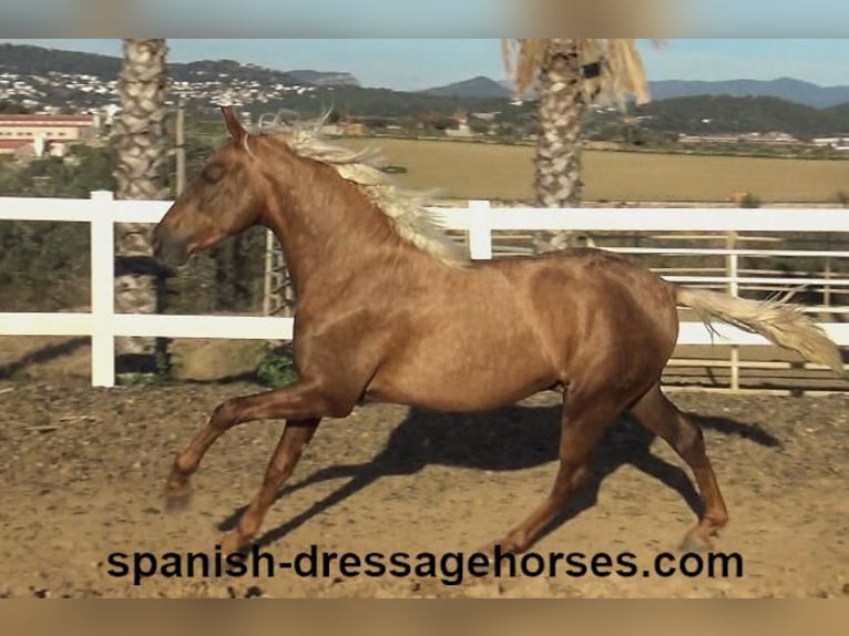 PRE Croisé Étalon 3 Ans 152 cm Palomino in Barcelona