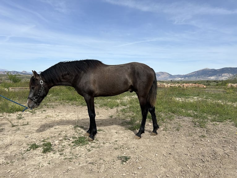 PRE Étalon 3 Ans 153 cm Gris in Baza