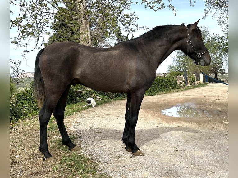 PRE Croisé Étalon 3 Ans 153 cm Gris in Baza