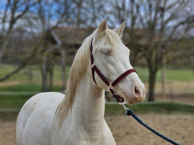PRE Croisé Étalon 3 Ans 153 cm Perlino in Visz