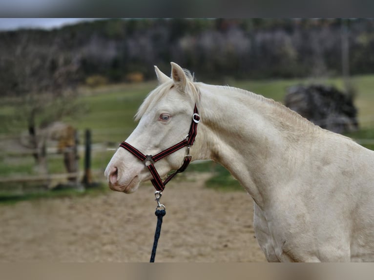 PRE Croisé Étalon 3 Ans 153 cm Perlino in Visz