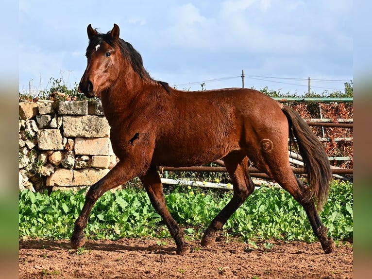 PRE Étalon 3 Ans 154 cm Bai in Menorca