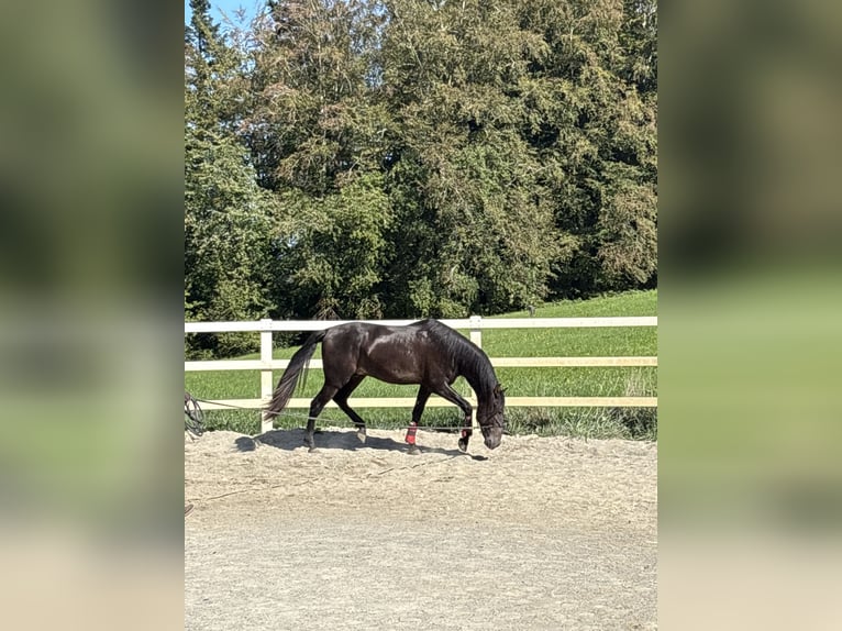 PRE Croisé Étalon 3 Ans 154 cm Noir in Niederstaufen
