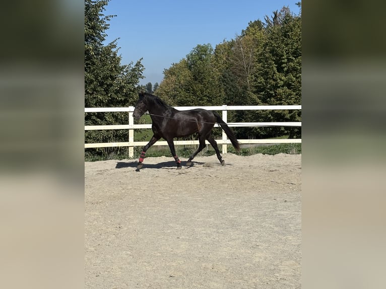 PRE Croisé Étalon 3 Ans 154 cm Noir in Niederstaufen
