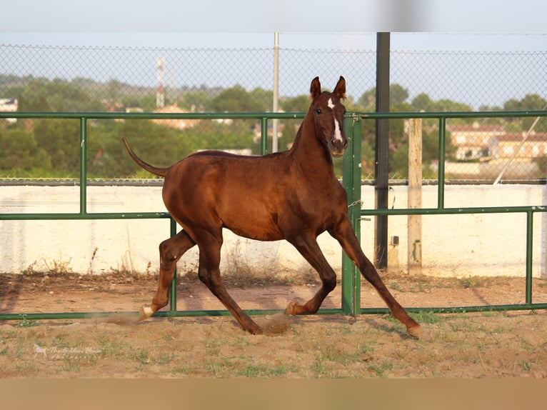 PRE Croisé Étalon 3 Ans 155 cm Alezan in Rafelguaraf