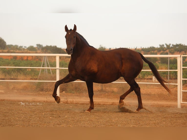 PRE Croisé Étalon 3 Ans 155 cm Alezan in Rafelguaraf