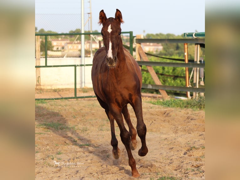 PRE Croisé Étalon 3 Ans 155 cm Alezan in Rafelguaraf