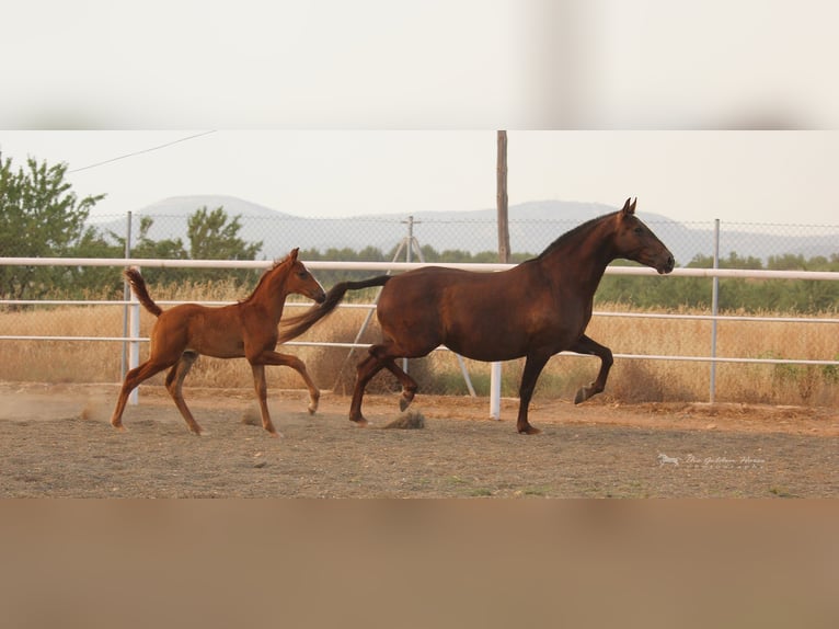 PRE Croisé Étalon 3 Ans 155 cm Alezan in Rafelguaraf