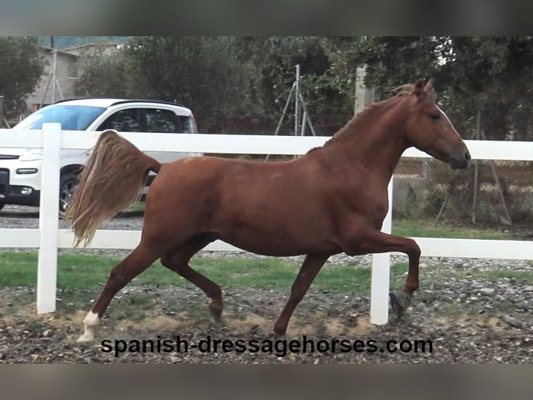 PRE Croisé Étalon 3 Ans 155 cm Alezan in Barcelona