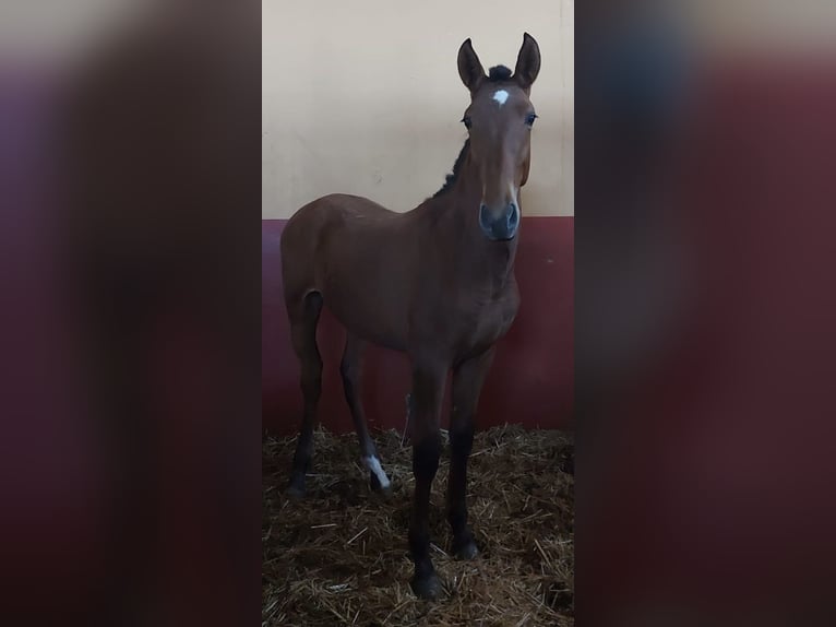 PRE Étalon 3 Ans 155 cm Bai in Almonte
