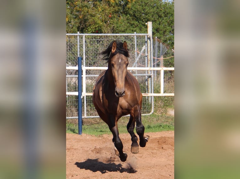 PRE Étalon 3 Ans 155 cm Buckskin in Vejer de la Frontera