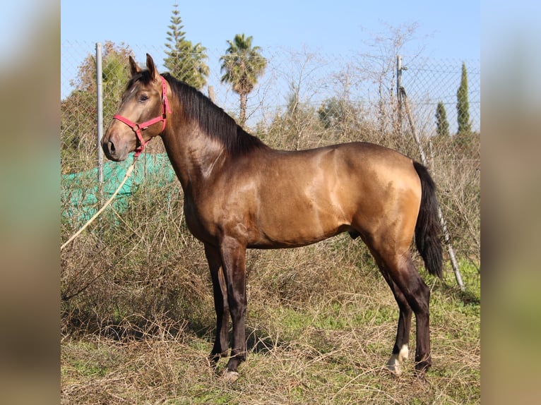 PRE Étalon 3 Ans 155 cm Buckskin in Vejer de la Frontera