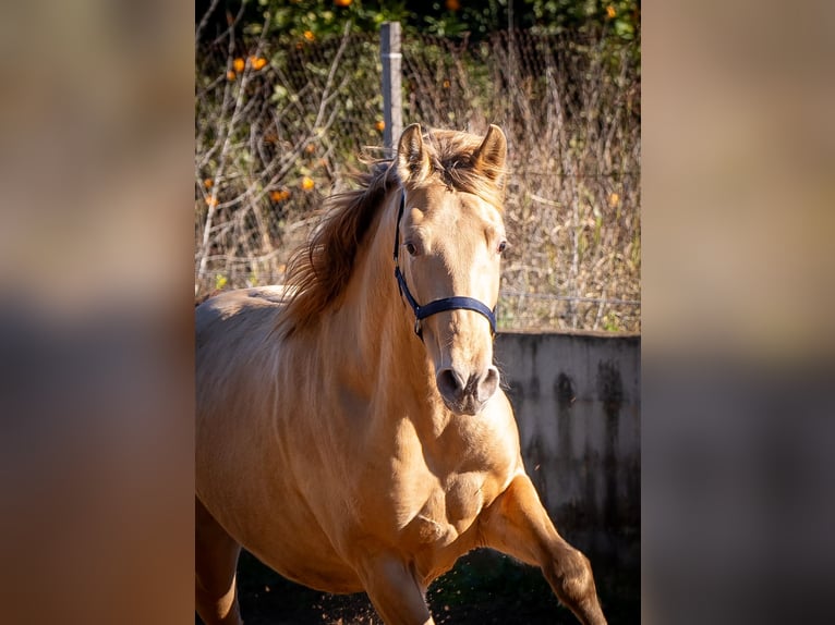 PRE Croisé Étalon 3 Ans 155 cm Champagne in Rafelguaraf