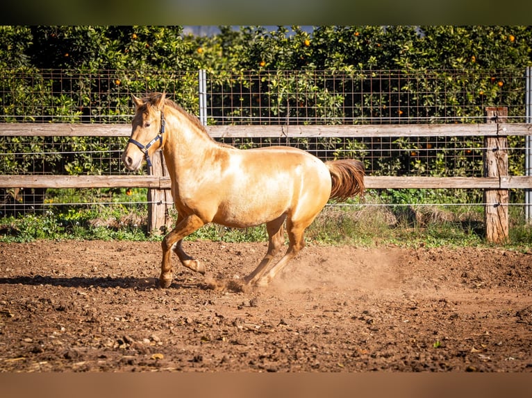 PRE Croisé Étalon 3 Ans 155 cm Champagne in Rafelguaraf