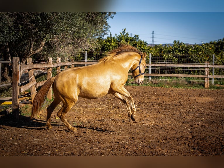 PRE Croisé Étalon 3 Ans 155 cm Champagne in Rafelguaraf