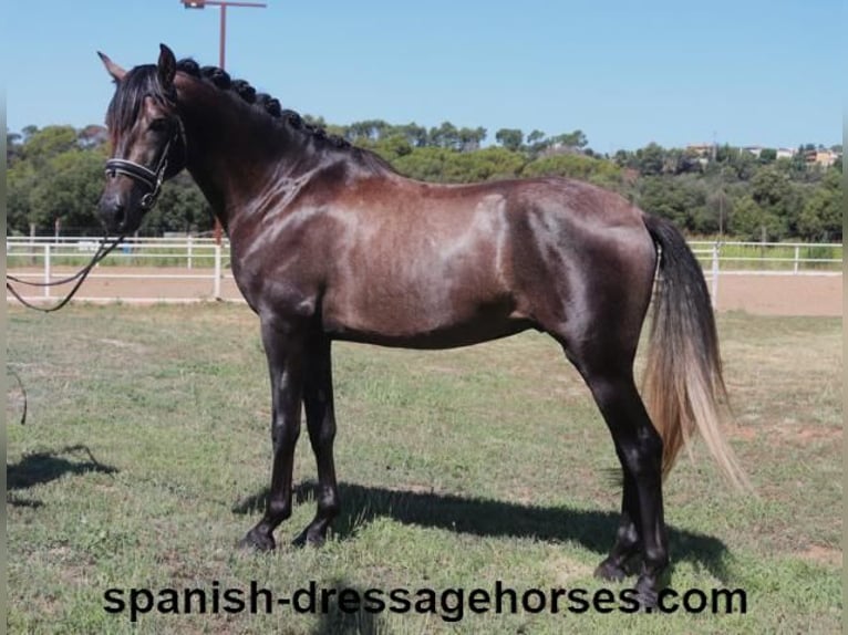 PRE Croisé Étalon 3 Ans 155 cm Gris in Barcelona