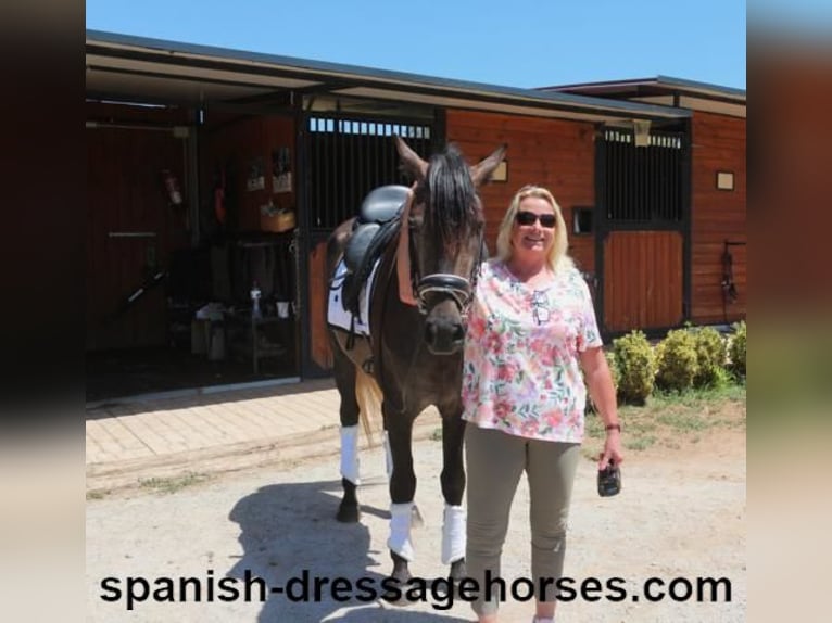 PRE Croisé Étalon 3 Ans 155 cm Gris in Barcelona