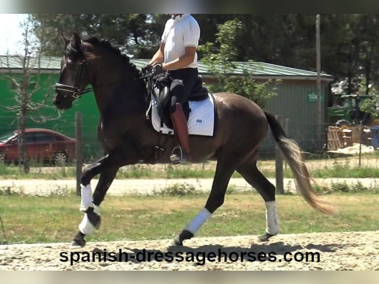 PRE Croisé Étalon 3 Ans 155 cm Gris in Barcelona