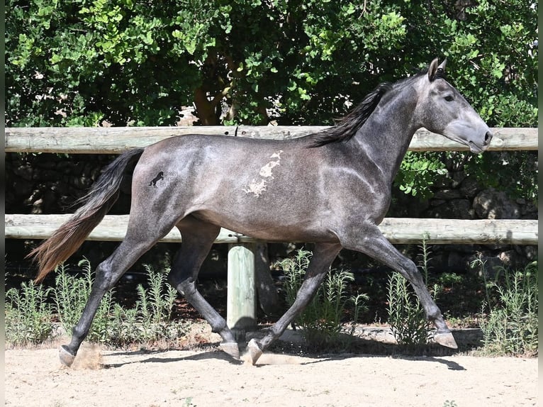 PRE Étalon 3 Ans 155 cm Gris in Menorca