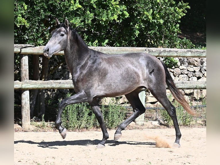PRE Étalon 3 Ans 155 cm Gris in Menorca
