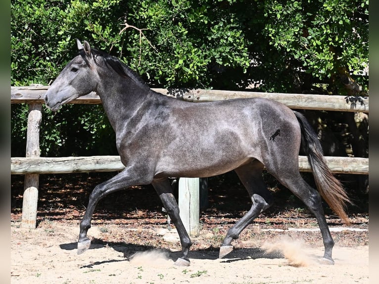 PRE Étalon 3 Ans 155 cm Gris in Menorca