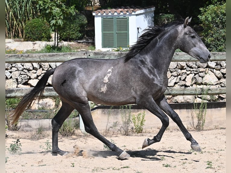 PRE Étalon 3 Ans 155 cm Gris in Menorca