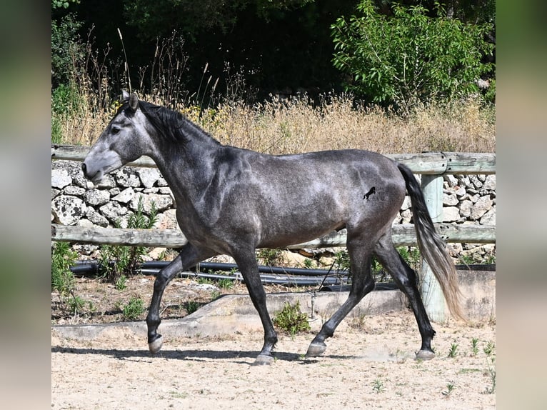 PRE Croisé Étalon 3 Ans 155 cm Gris in Menorca