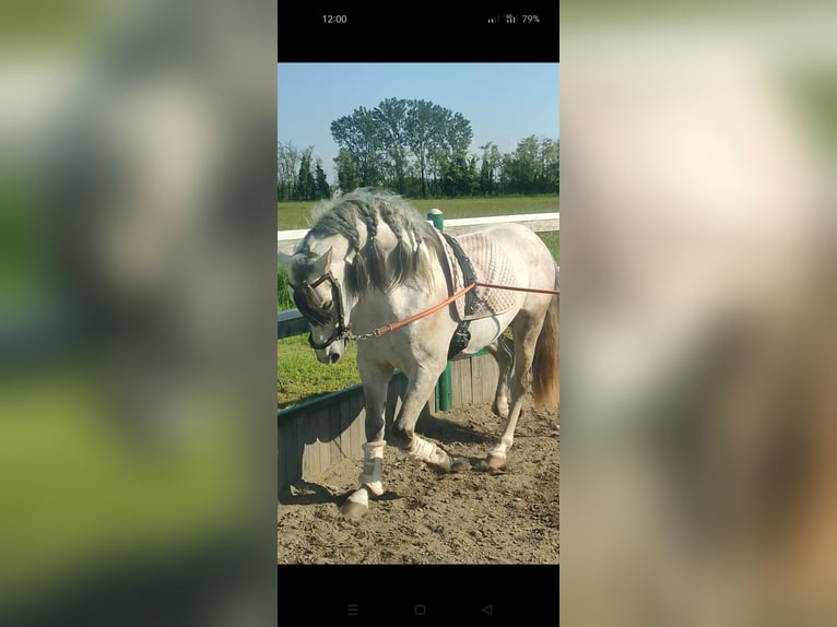 PRE Croisé Étalon 3 Ans 155 cm Gris in Milano