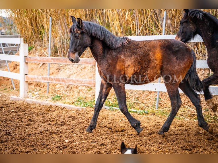 PRE Étalon 3 Ans 155 cm Noir in Valencia