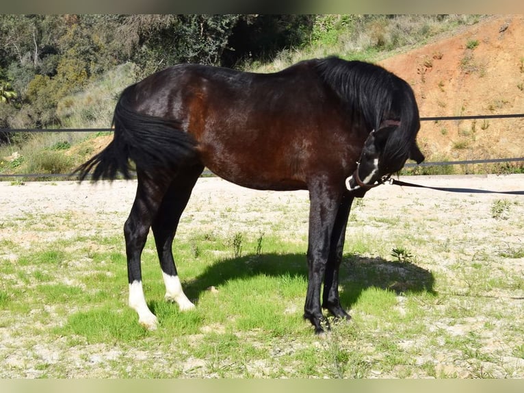 PRE Étalon 3 Ans 155 cm Noir in Provinz Malaga