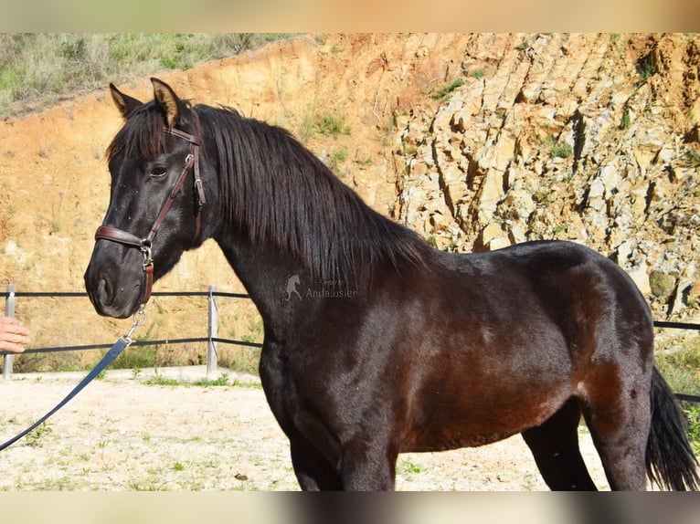 PRE Étalon 3 Ans 155 cm Noir in Provinz Malaga