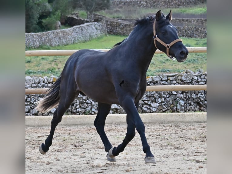 PRE Croisé Étalon 3 Ans 155 cm Noir in Menorca