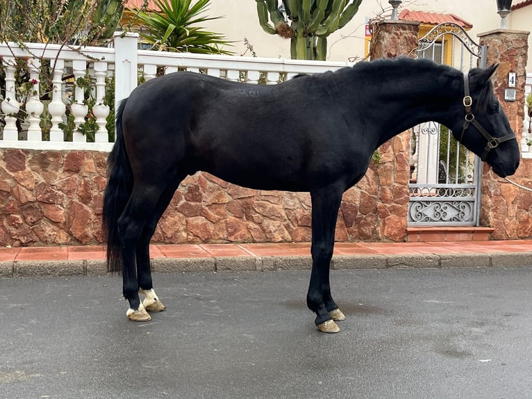 PRE Croisé Étalon 3 Ans 155 cm Noir in Tabernas