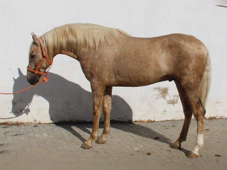 PRE Étalon 3 Ans 155 cm Palomino in Vejer de la Frontera