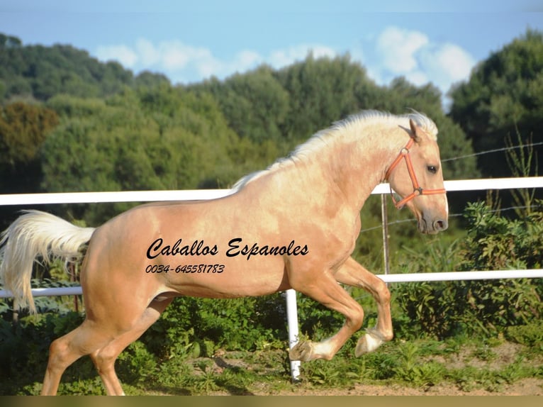 PRE Croisé Étalon 3 Ans 155 cm Palomino in Vejer de la Frontera