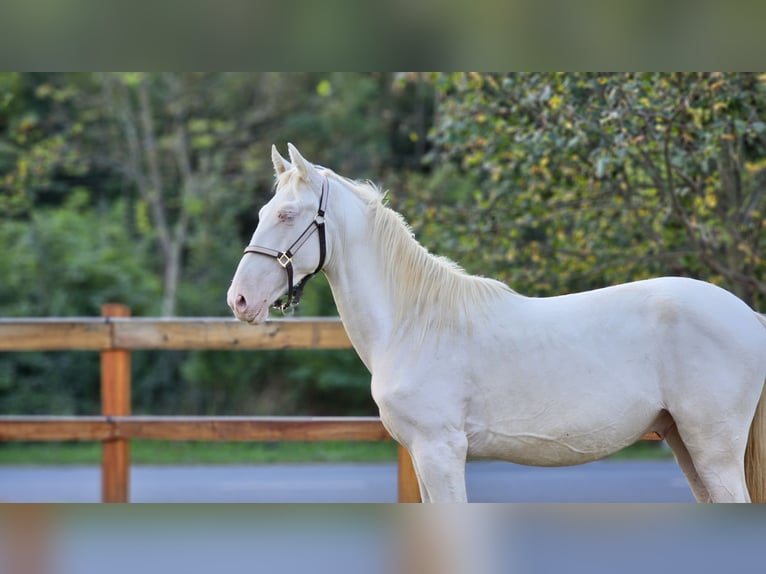 PRE Croisé Étalon 3 Ans 155 cm Perlino in Visz