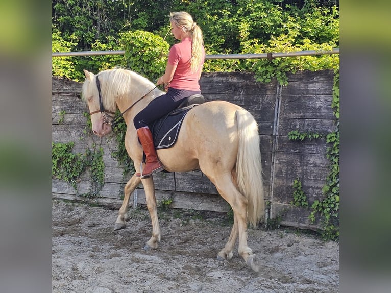 PRE Croisé Étalon 3 Ans 155 cm Perlino in Eyragues