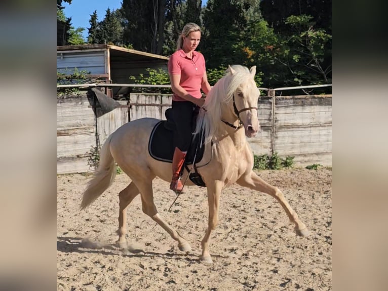 PRE Croisé Étalon 3 Ans 155 cm Perlino in Eyragues