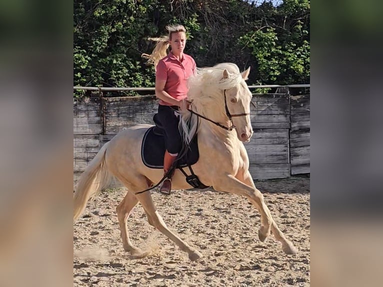 PRE Croisé Étalon 3 Ans 155 cm Perlino in Eyragues