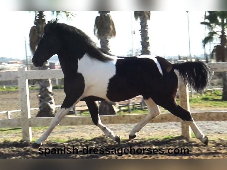 PRE Croisé Étalon 3 Ans 155 cm Pinto in Barcelona