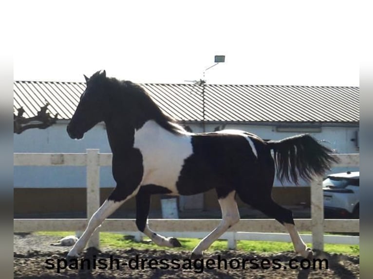 PRE Croisé Étalon 3 Ans 155 cm Pinto in Barcelona