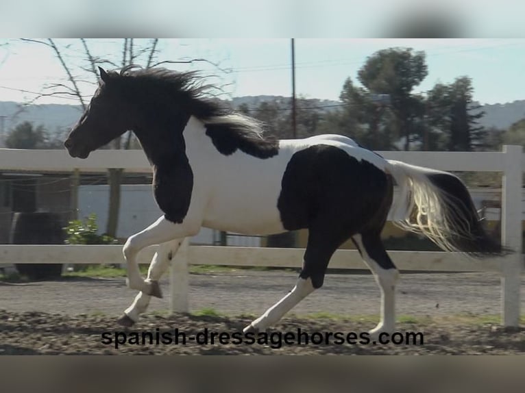 PRE Croisé Étalon 3 Ans 155 cm Pinto in Barcelona