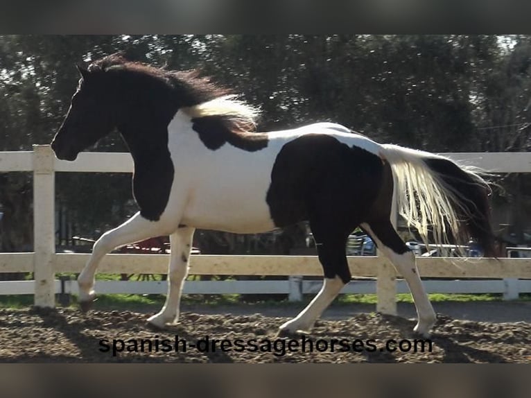 PRE Croisé Étalon 3 Ans 155 cm Pinto in Barcelona