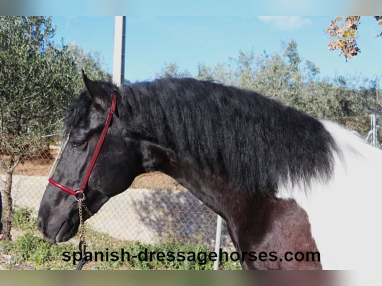 PRE Croisé Étalon 3 Ans 155 cm Pinto in Barcelona