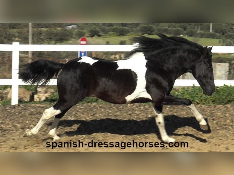 PRE Croisé Étalon 3 Ans 155 cm Pinto in Barcelona